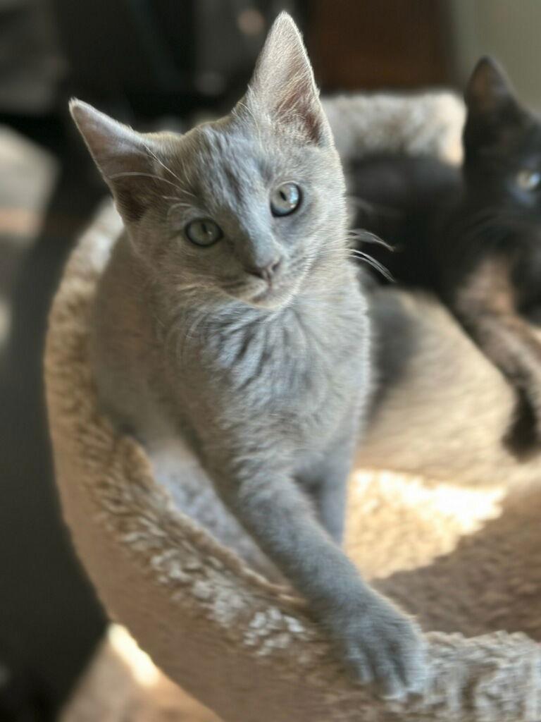 Bleu, Adopted, Young Female Domestic Short Hair.