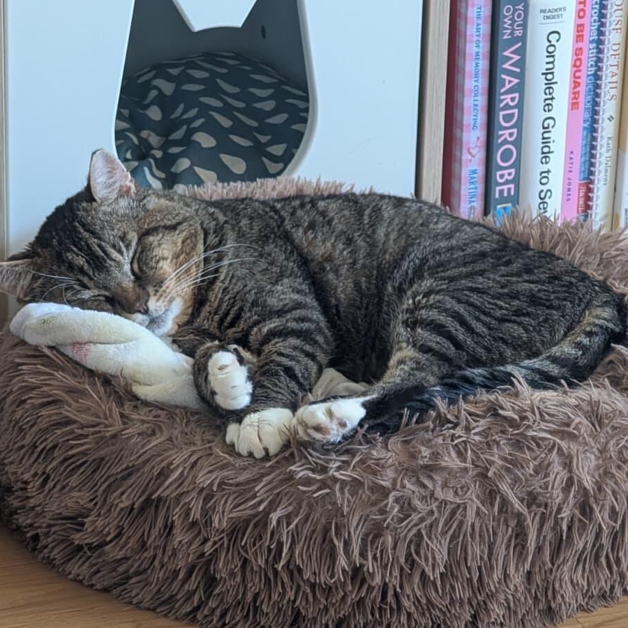 Hissopatamus, a ADOPTABLE Domestic Short Hair in Seattle, WA image 2/6
