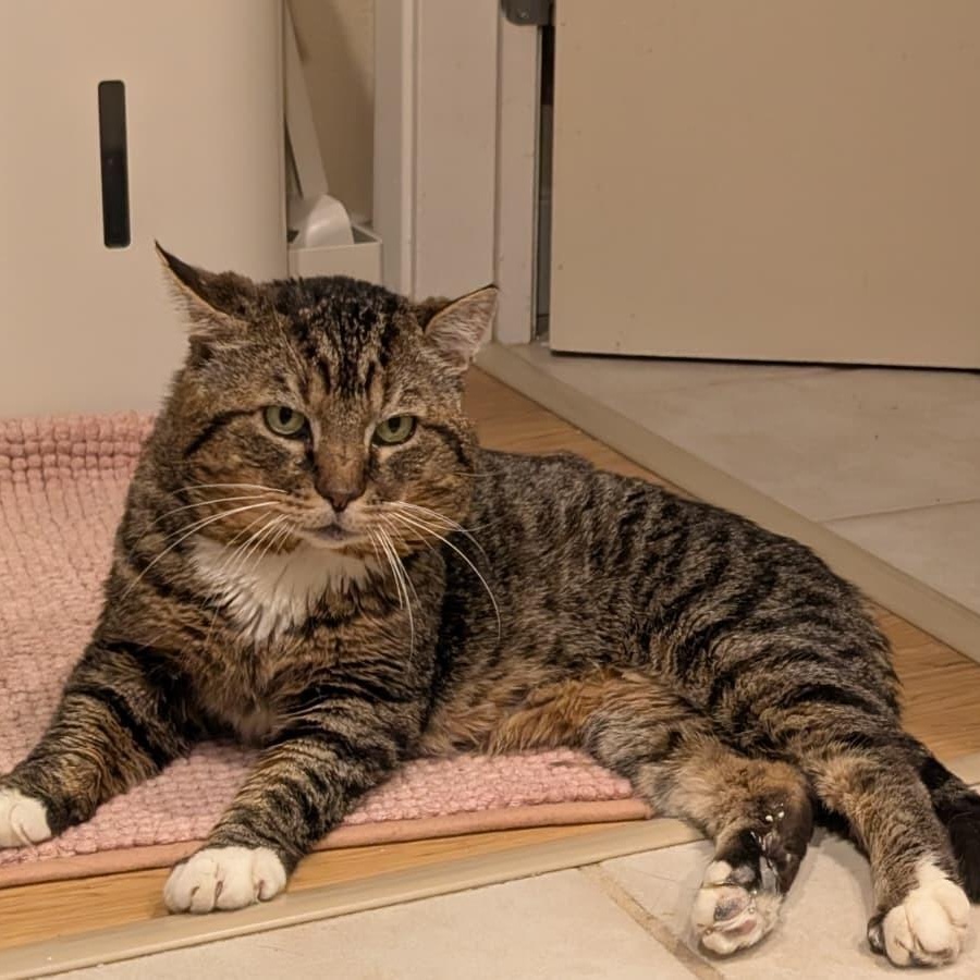 Hissopatamus, a ADOPTABLE Domestic Short Hair in Seattle, WA image 3/6