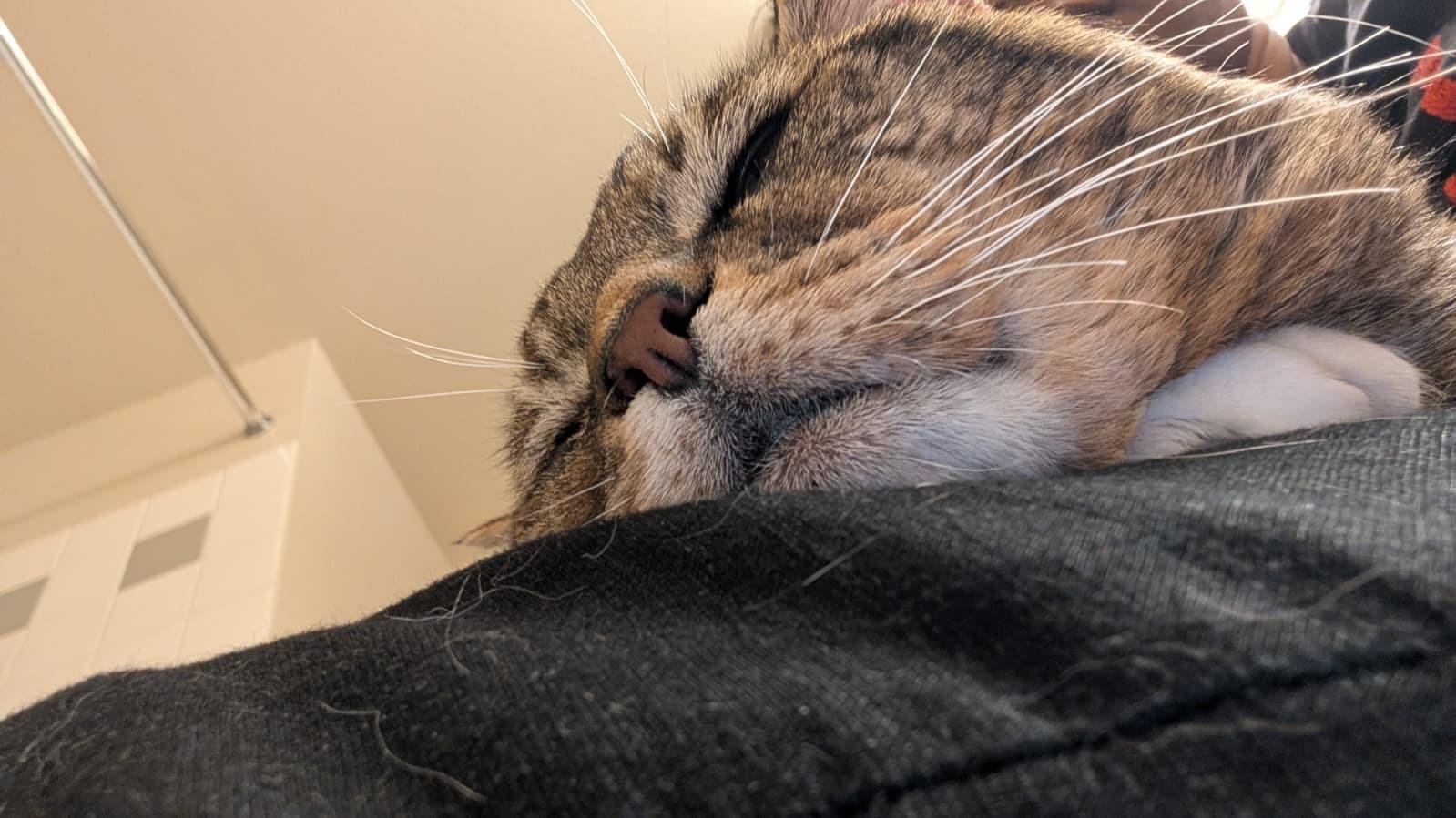 Hissopatamus, a ADOPTABLE Domestic Short Hair in Seattle, WA image 5/6