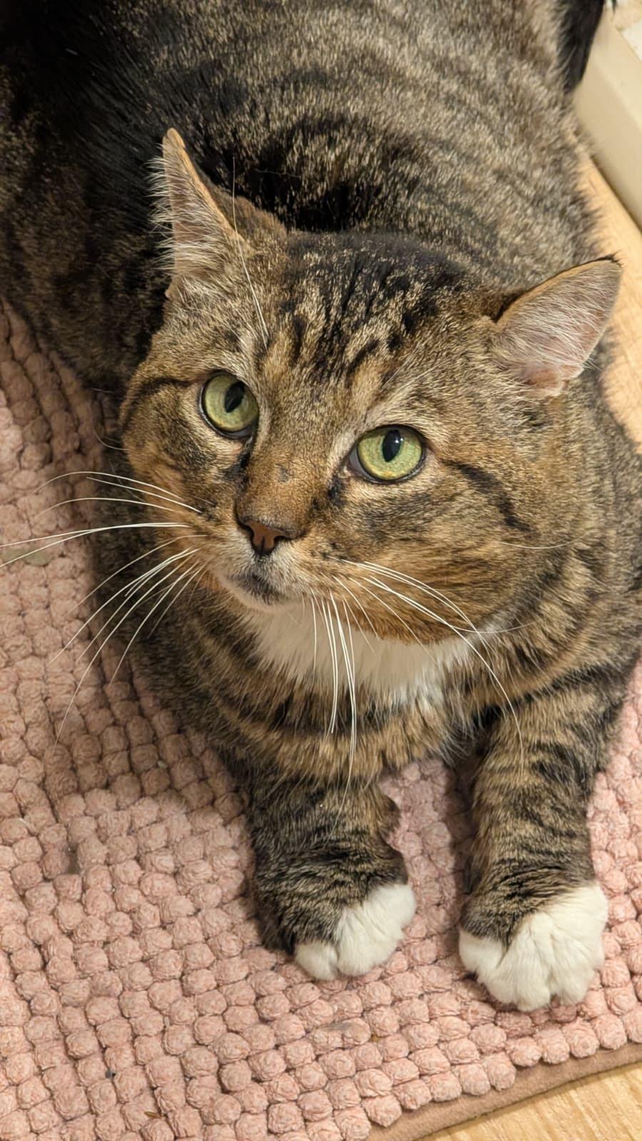 Hissopatamus, ADOPTABLE, Adult Male Domestic Short Hair.