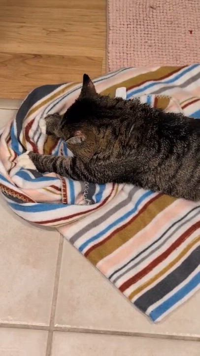 Enlarge Hissopatamus, a ADOPTABLE Domestic Short Hair in Seattle, WA video 6/6