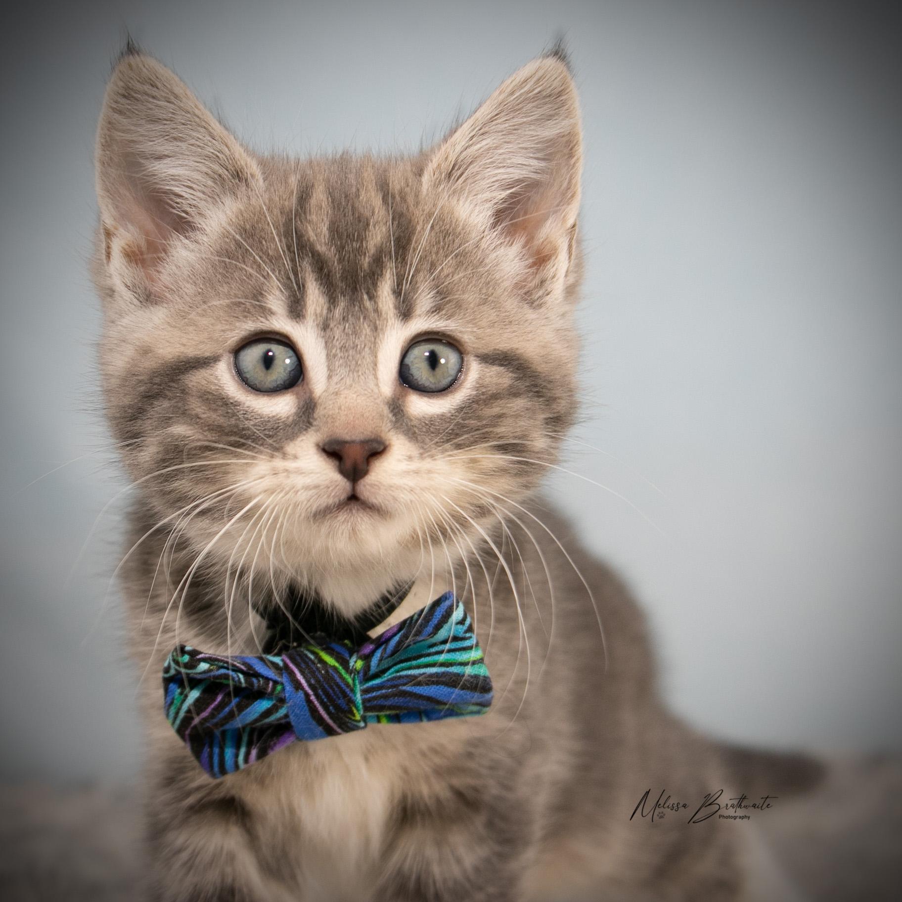 Robin, a ADOPTABLE Tabby in Calgary, AB image 4/4