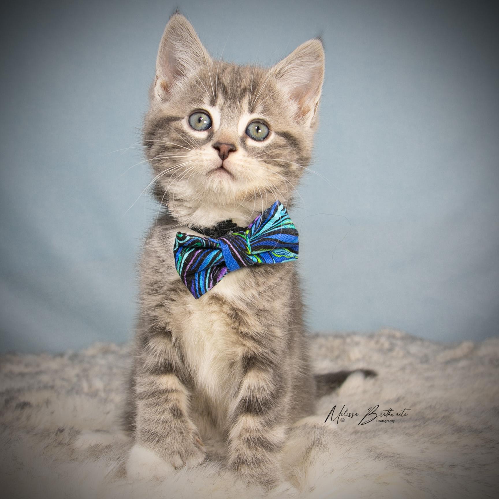 Robin, a ADOPTABLE Tabby in Calgary, AB image 1/4