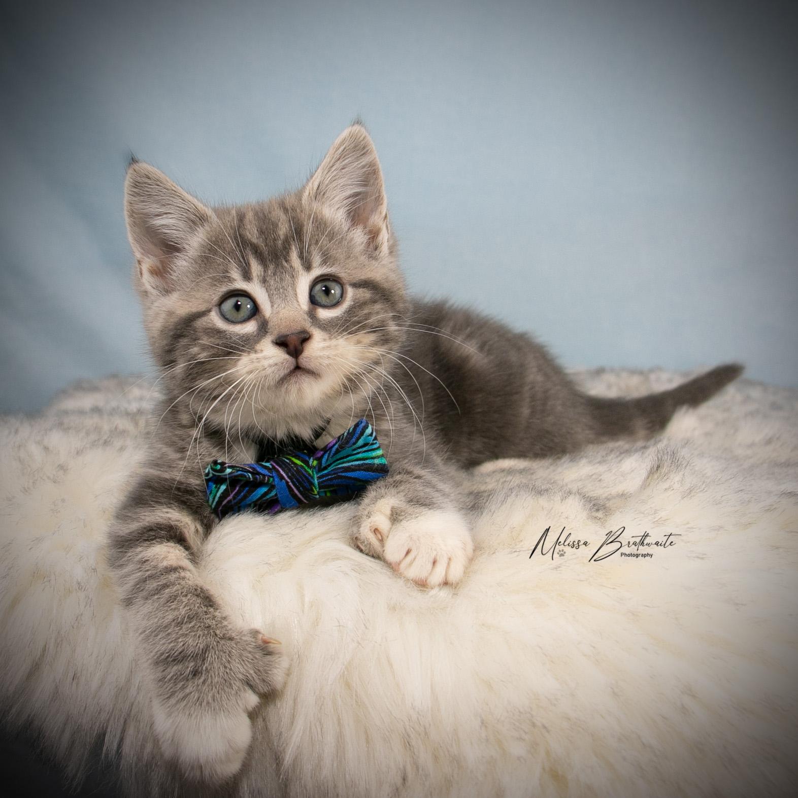 Robin, a ADOPTABLE Tabby in Calgary, AB image 2/4