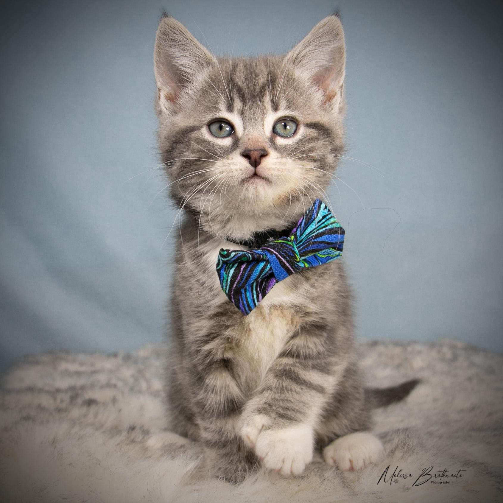 Robin, a ADOPTABLE Tabby in Calgary, AB image 3/4