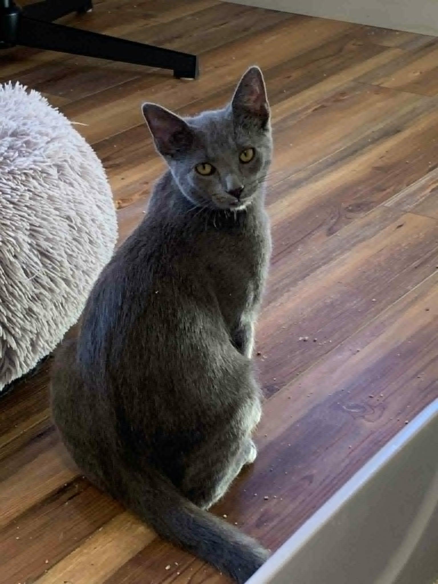 Henri 0525 bonded w/Edmond