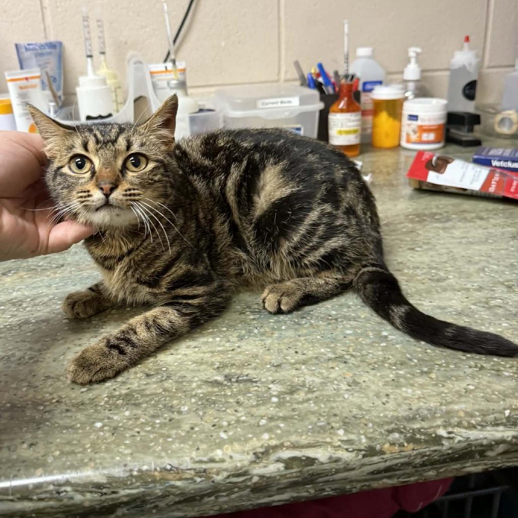 Cookie, Adoptable, Young Female Domestic Short Hair.