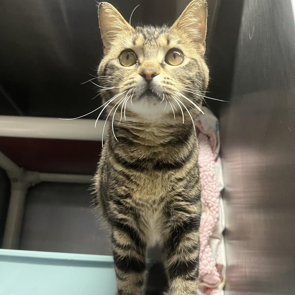 Enlarge Cookie, a Adoptable Domestic Short Hair in Hamilton, GA image 2/6