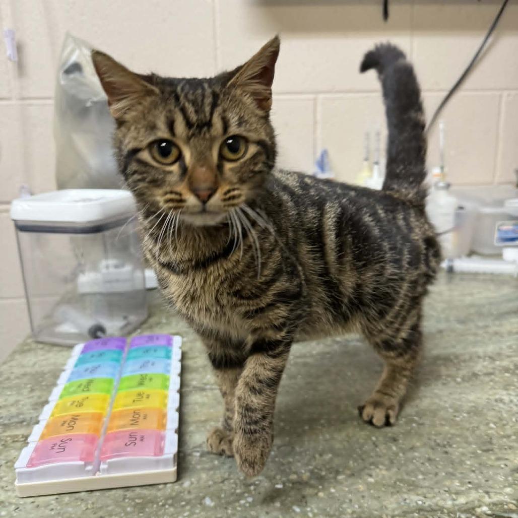 Enlarge Cookie, a Adoptable Domestic Short Hair in Hamilton, GA image 3/6