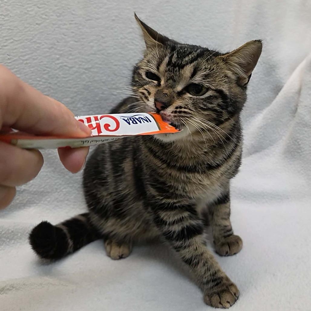 Enlarge Cookie, a Adoptable Domestic Short Hair in Hamilton, GA image 4/6