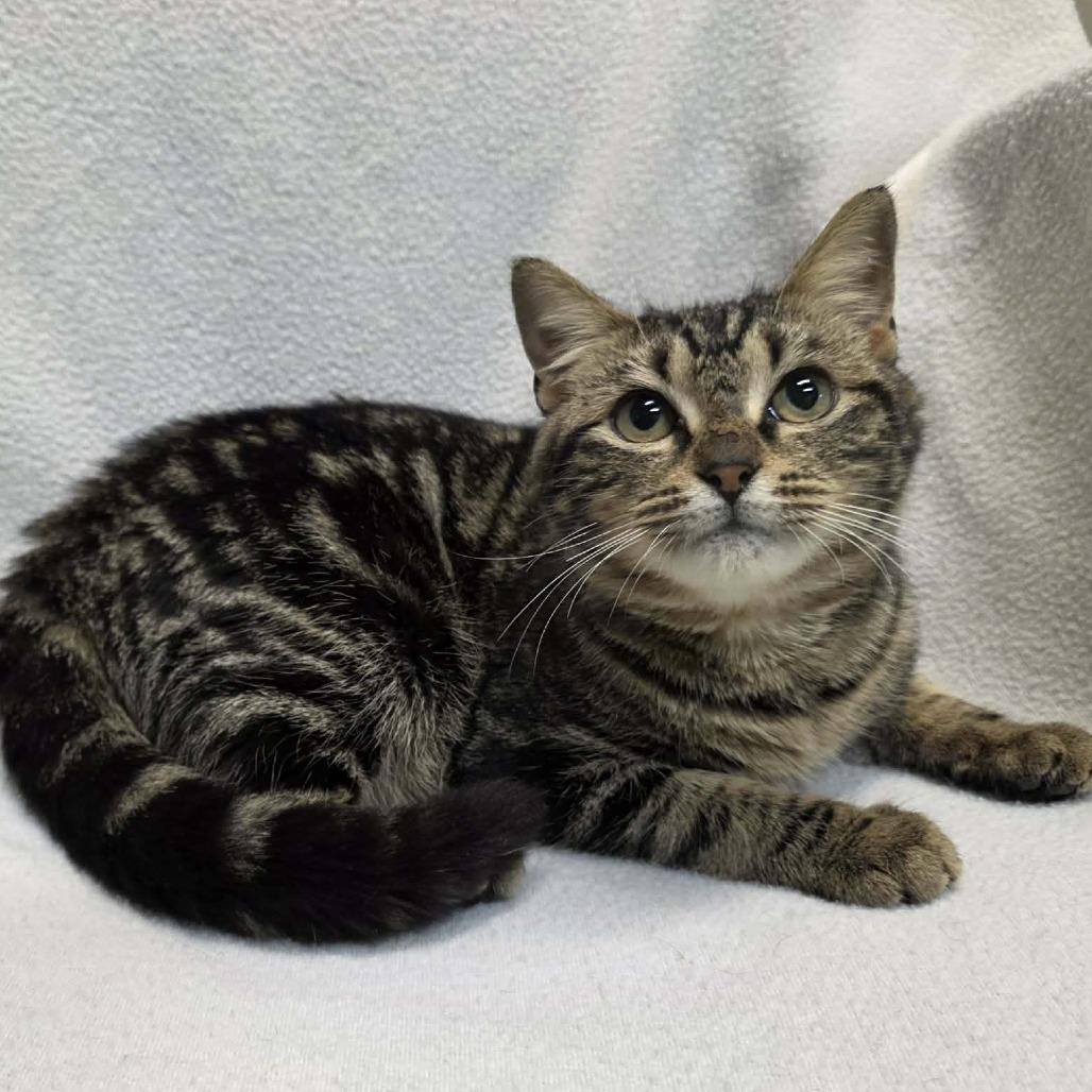 Enlarge Cookie, a Adoptable Domestic Short Hair in Hamilton, GA image 5/6