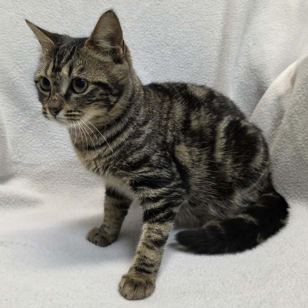 Enlarge Cookie, a Adoptable Domestic Short Hair in Hamilton, GA image 6/6