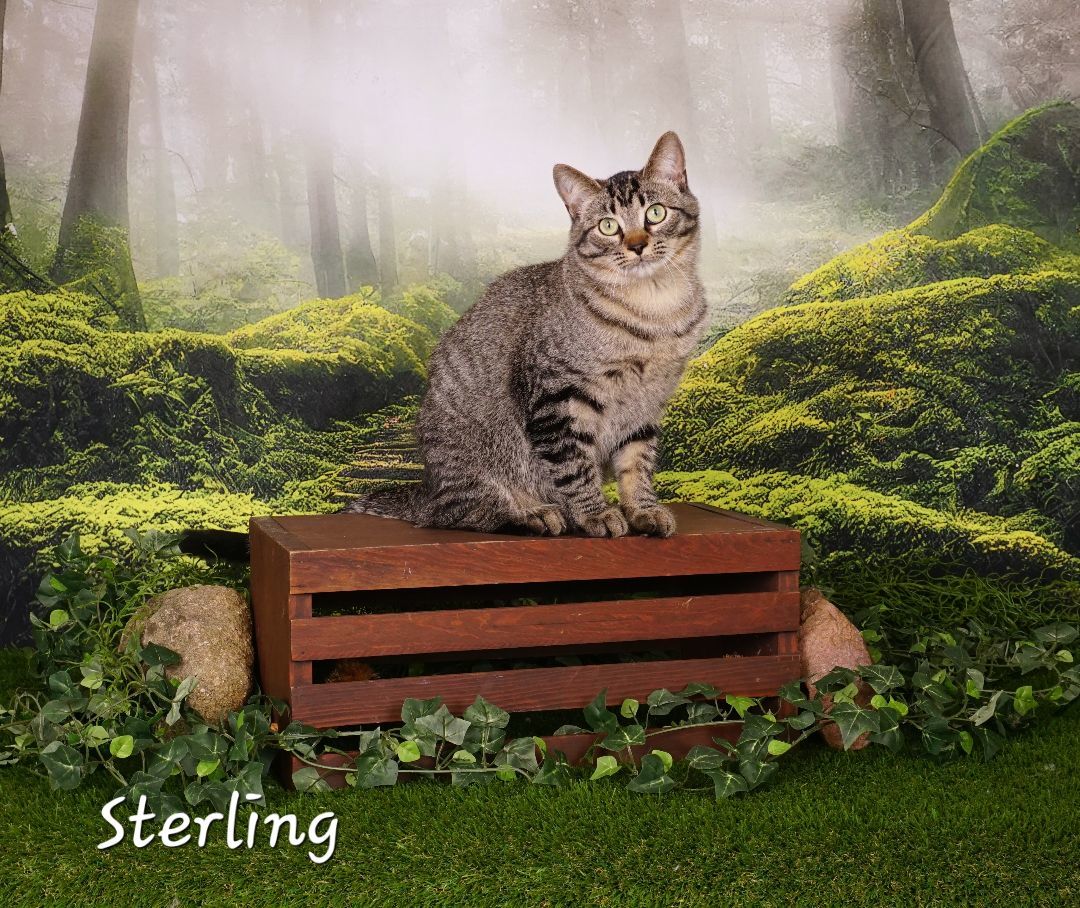Sterling, Adopted, Young Male Domestic Short Hair.