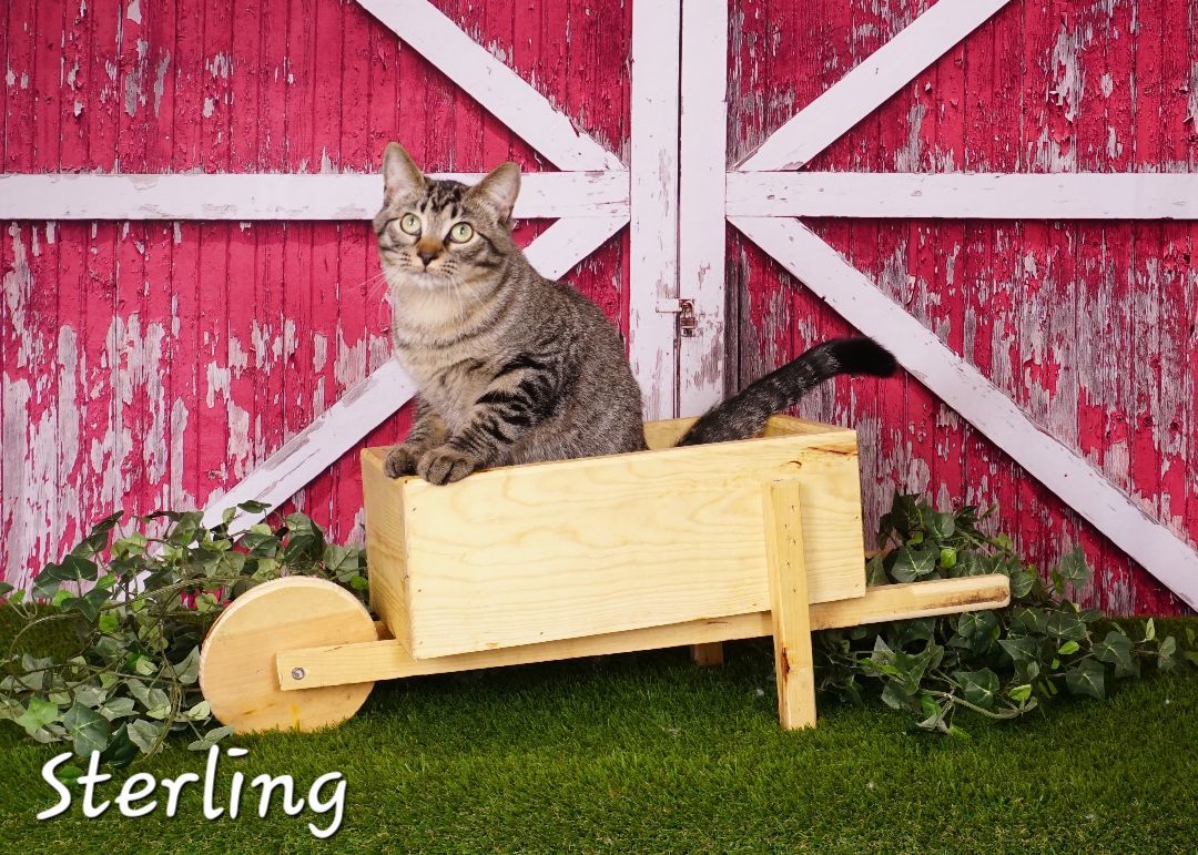 Sterling, a Adopted Domestic Short Hair in Waterloo, IA image 2/2