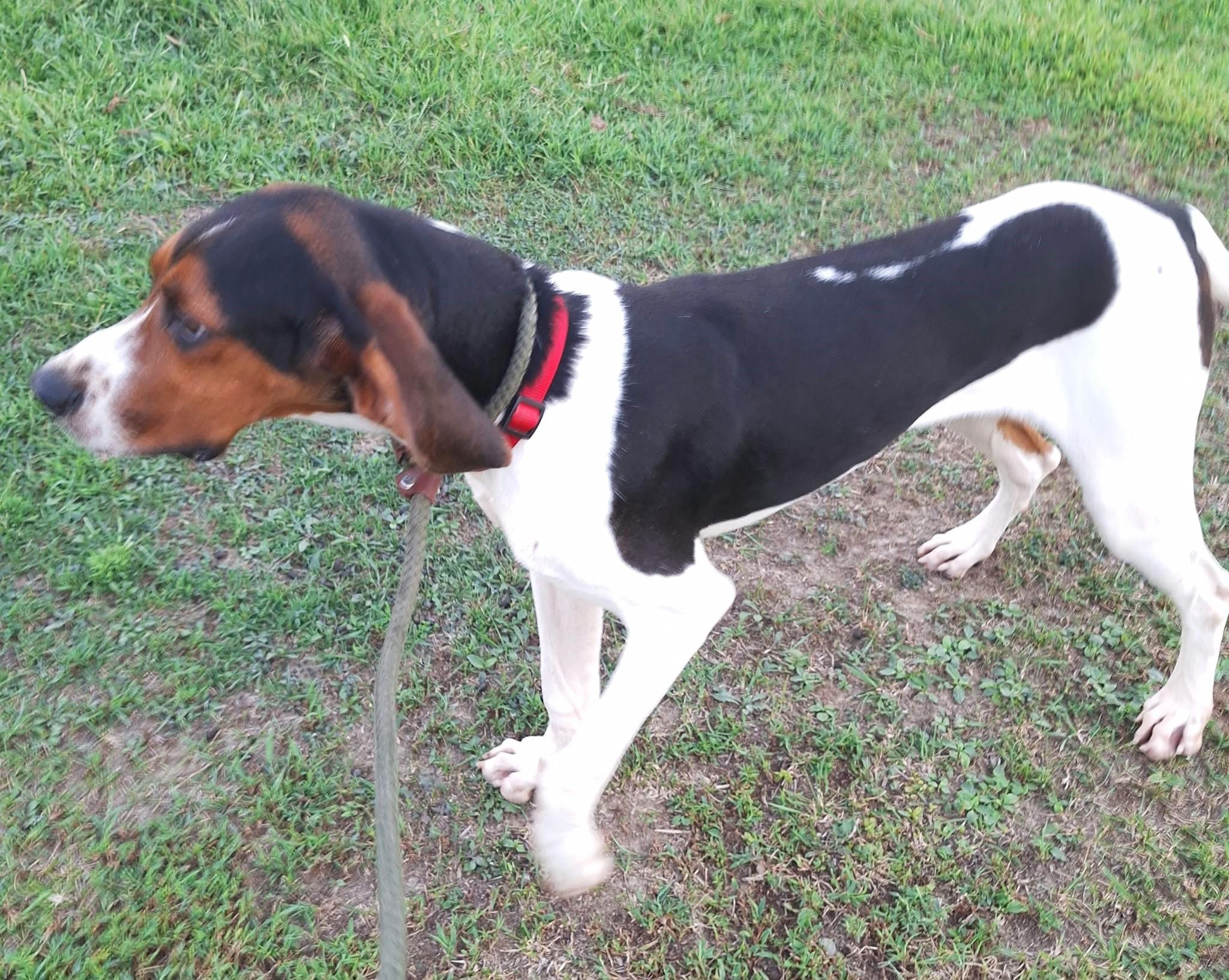 Enlarge Bevy - Smart, Obedient, a Adopted Treeing Walker Coonhound in North Bay, ON image 4/5