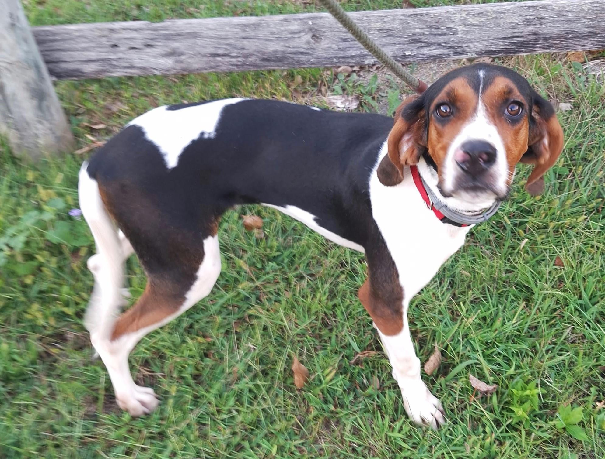 Enlarge Bevy - Smart, Obedient, a Adopted Treeing Walker Coonhound in North Bay, ON image 2/5
