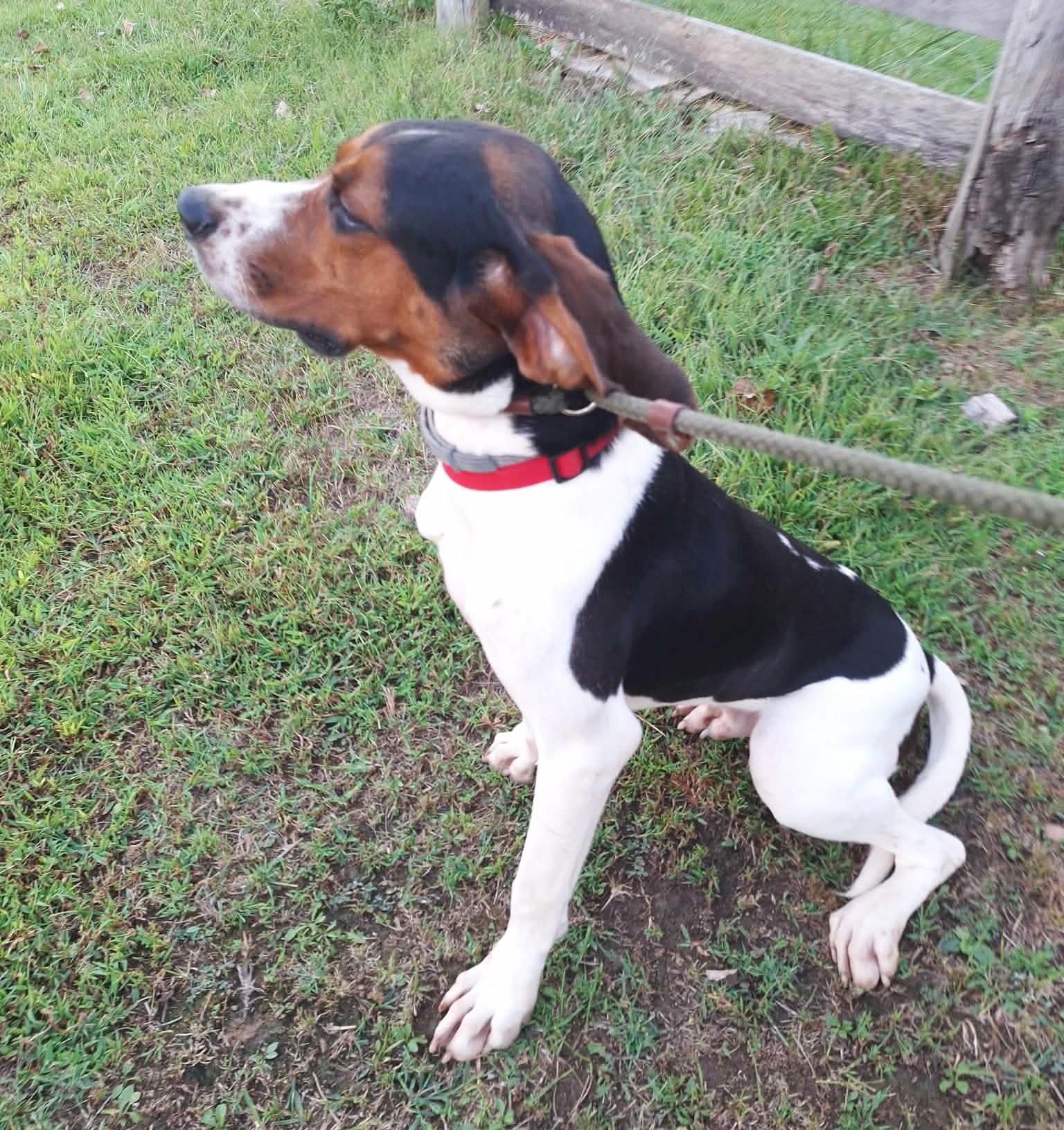 Enlarge Bevy - Smart, Obedient, a Adopted Treeing Walker Coonhound in North Bay, ON image 5/5