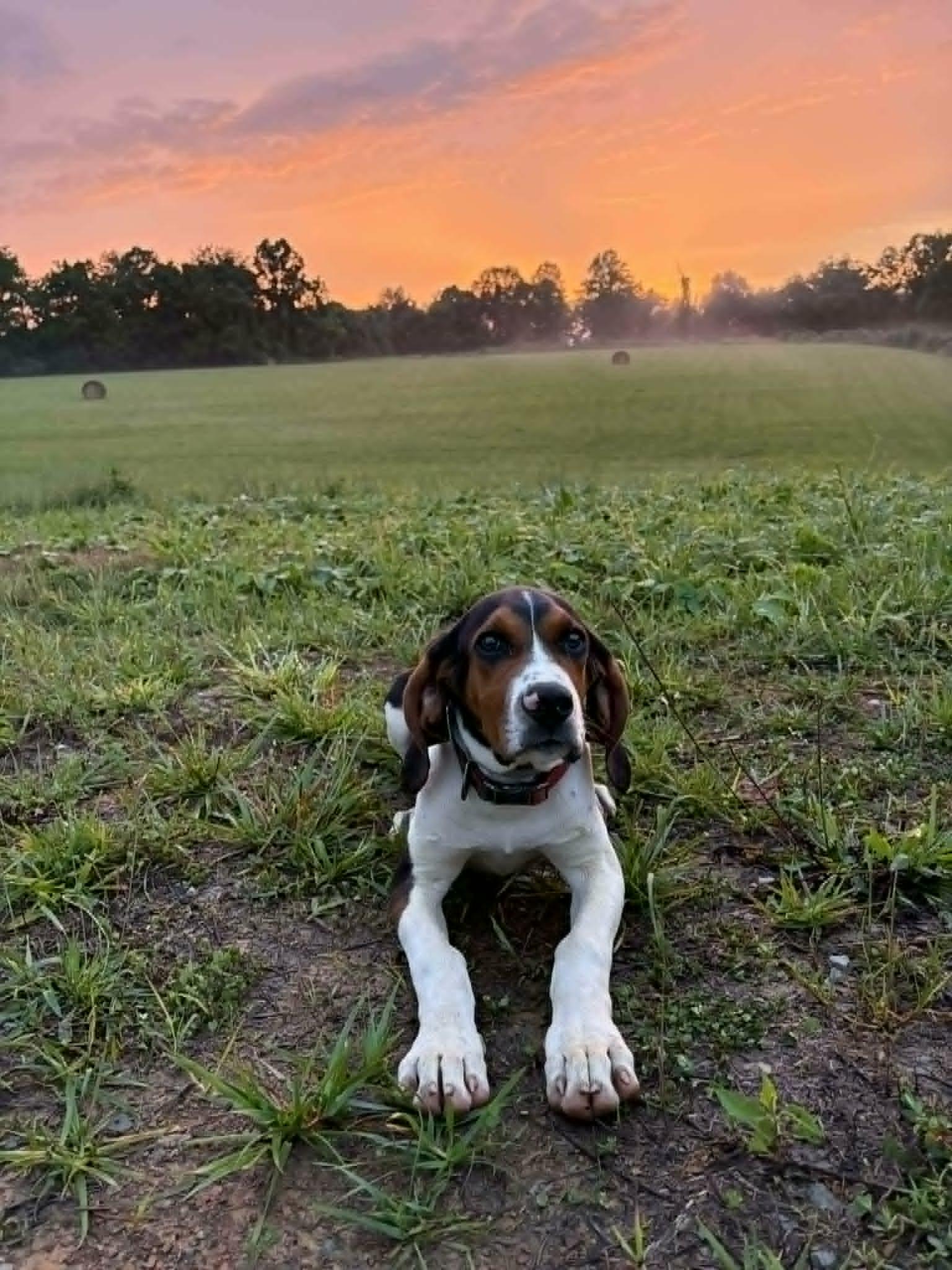 Bevy - Smart, Obedient, Adopted, Young Male Treeing Walker Coonhound.