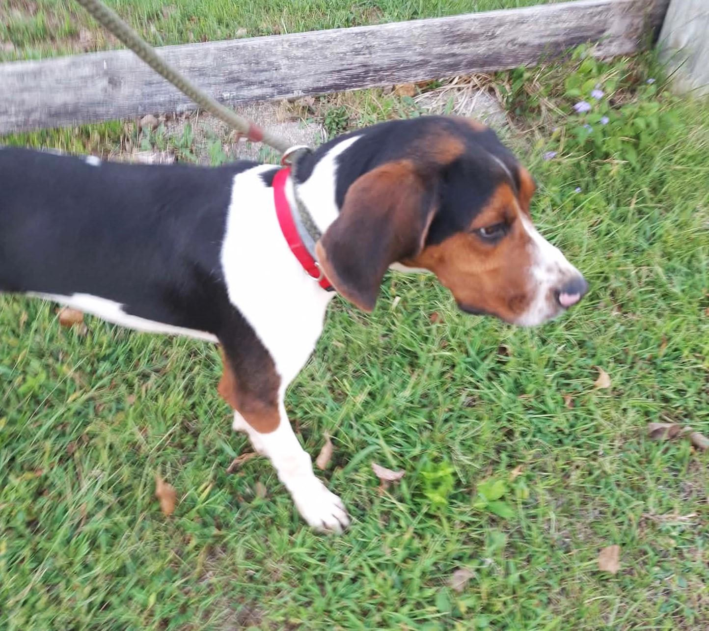 Enlarge Bevy - Smart, Obedient, a Adopted Treeing Walker Coonhound in North Bay, ON image 3/5