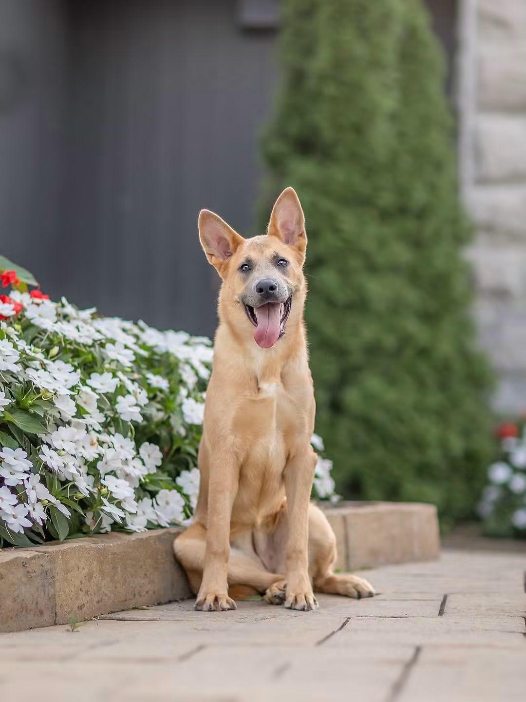 Enlarge Flex, a Adoptable mixed breed in Ottawa, ON image 1/6