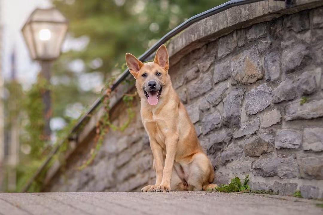 Enlarge Flex, a Adoptable mixed breed in Ottawa, ON image 3/6