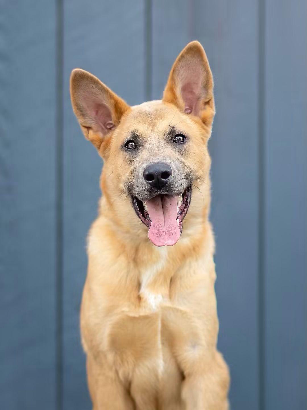 Enlarge Flex, a Adoptable mixed breed in Ottawa, ON image 4/6