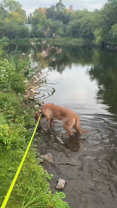 Enlarge Flex, a Adoptable mixed breed in Ottawa, ON video 5/6