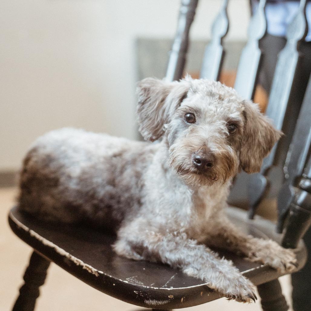 Chandler, Adoptable, Young Male Schnauzer.