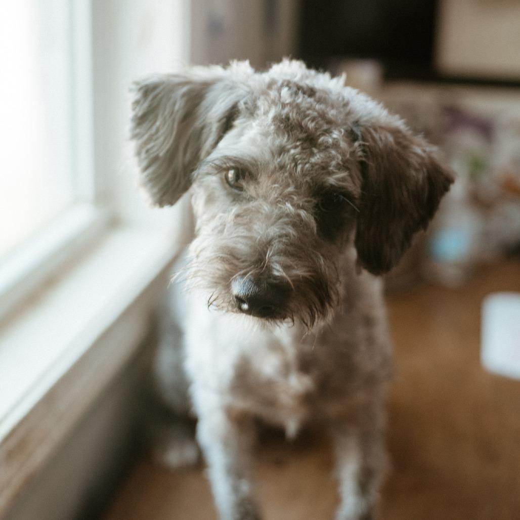 Enlarge Chandler, a Adoptable Schnauzer in Hohenwald, TN image 2/6
