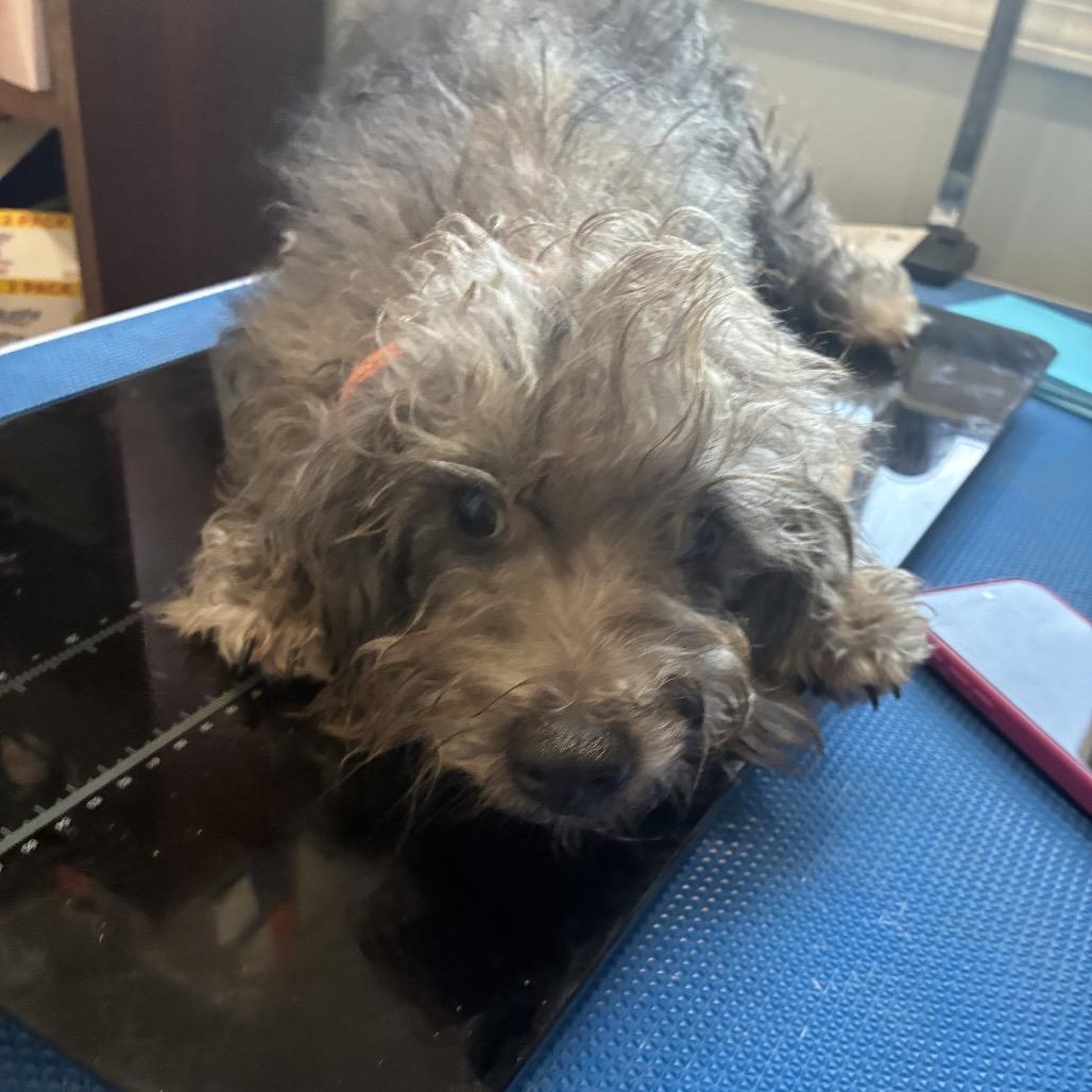 Enlarge Chandler, a Adoptable Schnauzer in Hohenwald, TN image 3/6