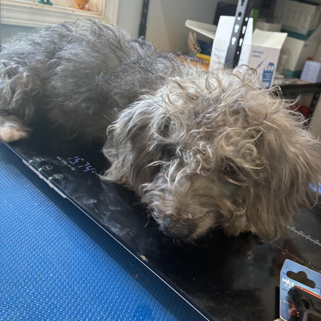 Enlarge Chandler, a Adoptable Schnauzer in Hohenwald, TN image 4/6