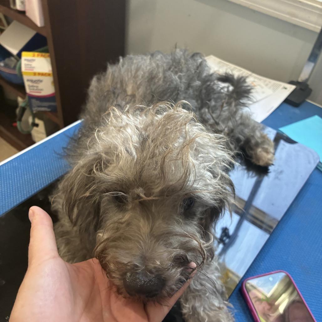 Enlarge Chandler, a Adoptable Schnauzer in Hohenwald, TN image 5/6