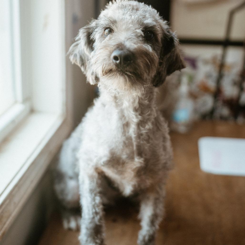 Enlarge Chandler, a Adoptable Schnauzer in Hohenwald, TN image 6/6