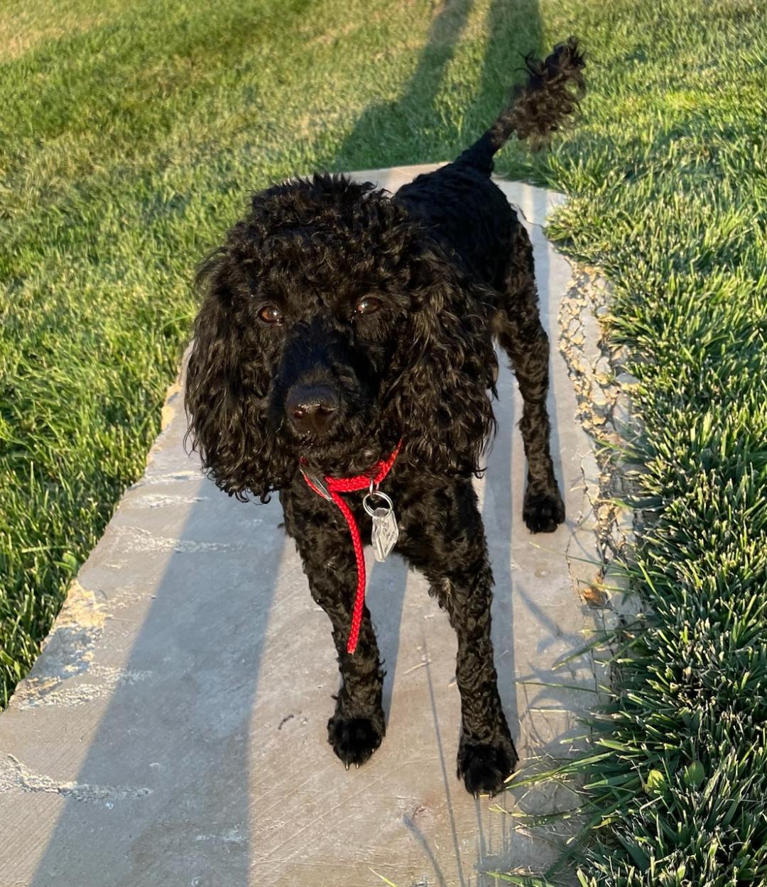 Enlarge Roxie, a ADOPTABLE Miniature Poodle in Wichita, KS image 1/1