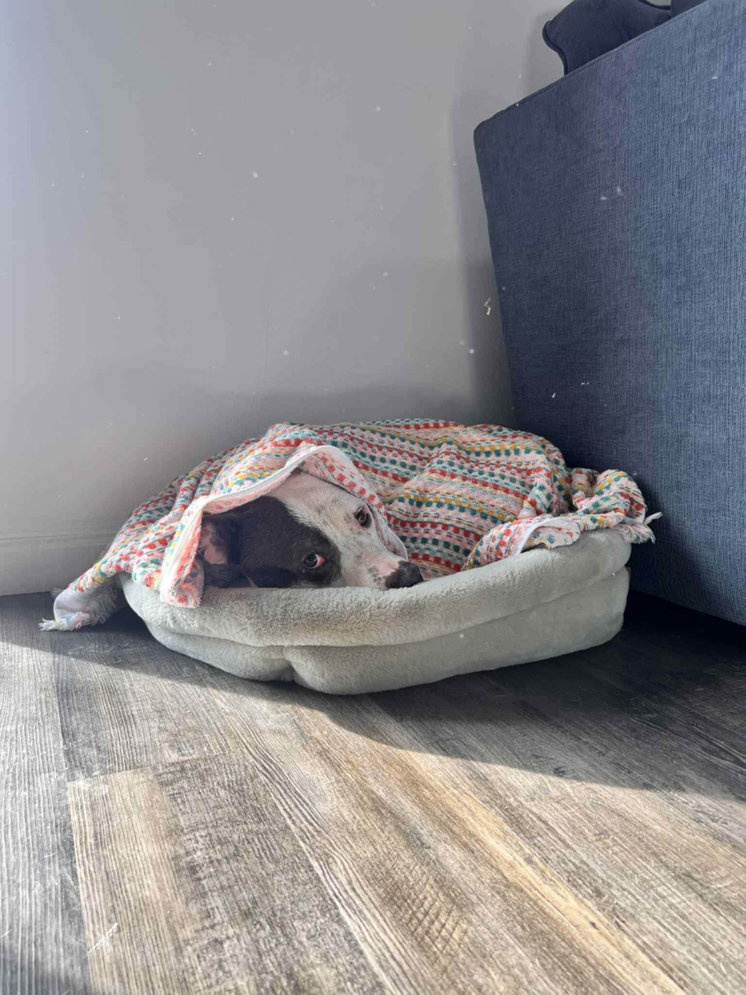 Enlarge Othello, a Adoptable mixed breed in INDIANAPOLIS, IN image 3/6