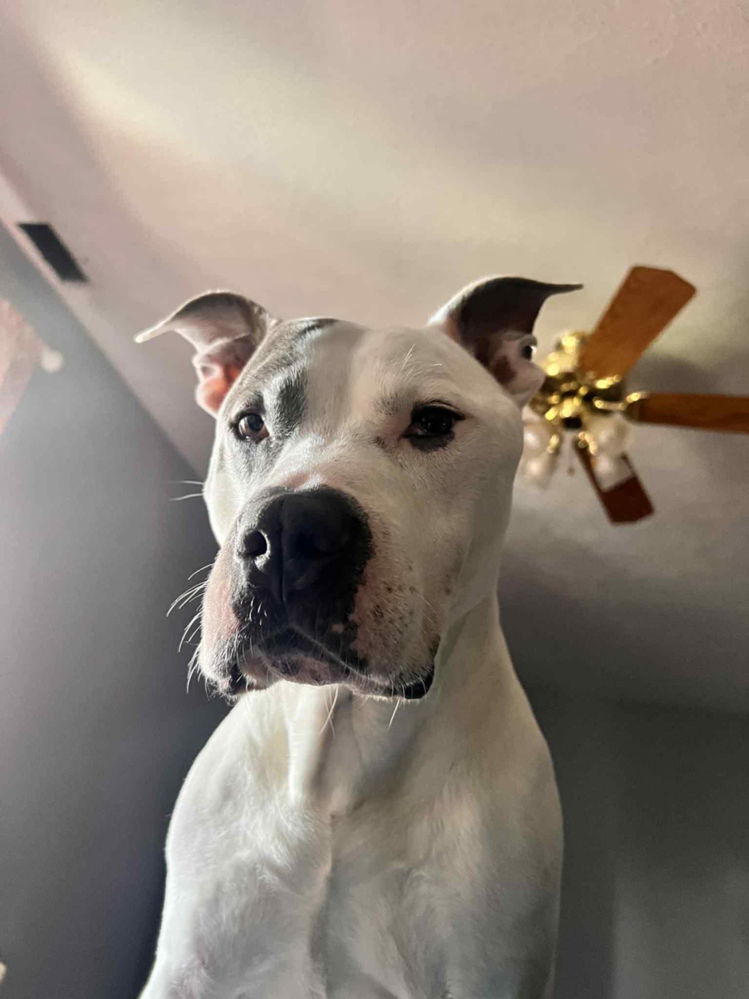 Enlarge Othello, a Adoptable mixed breed in INDIANAPOLIS, IN image 1/6