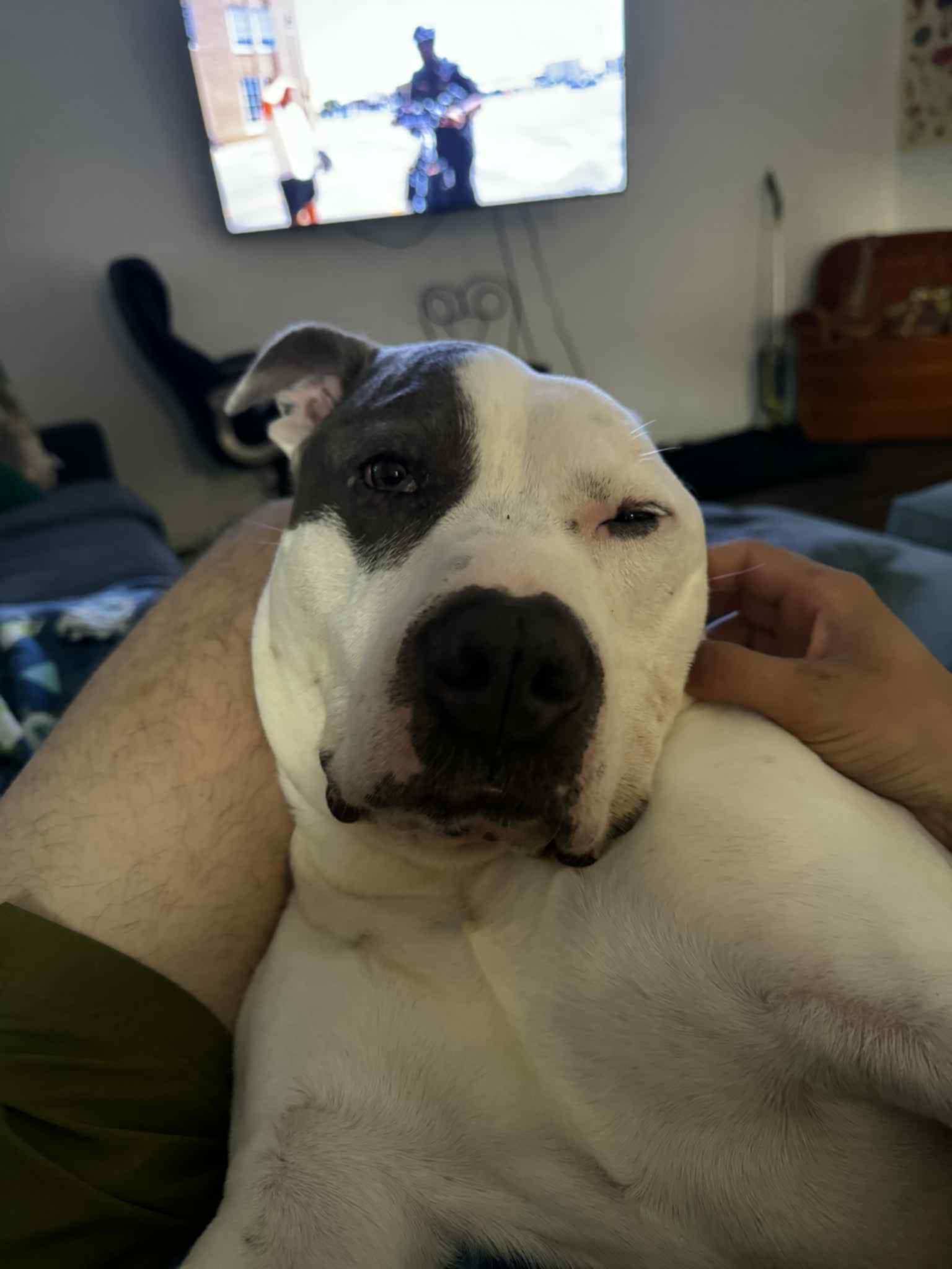 Enlarge Othello, a Adoptable mixed breed in INDIANAPOLIS, IN image 5/6