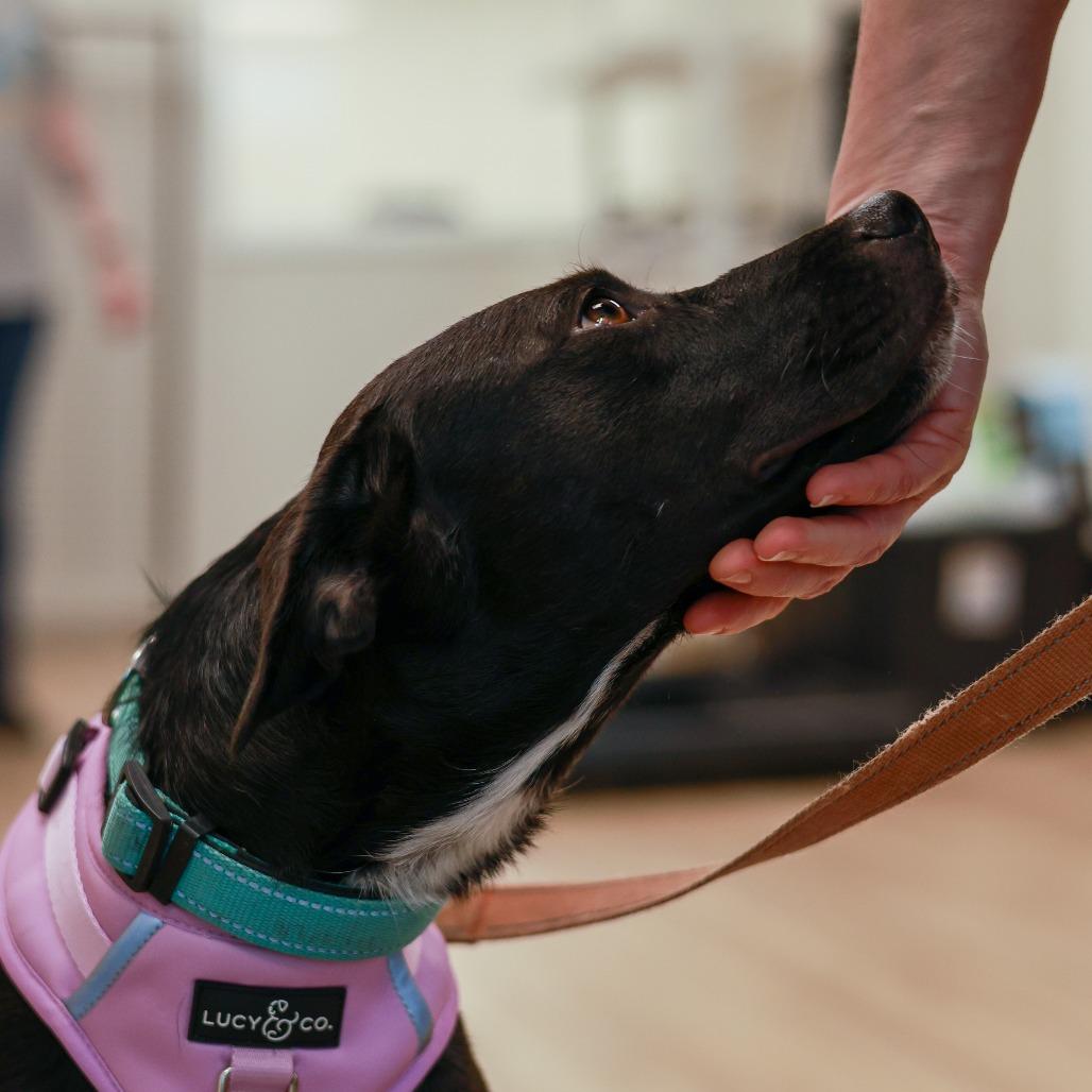 Billie Jean, Adoptable, Young Female Black Labrador Retriever & Mixed Breed.