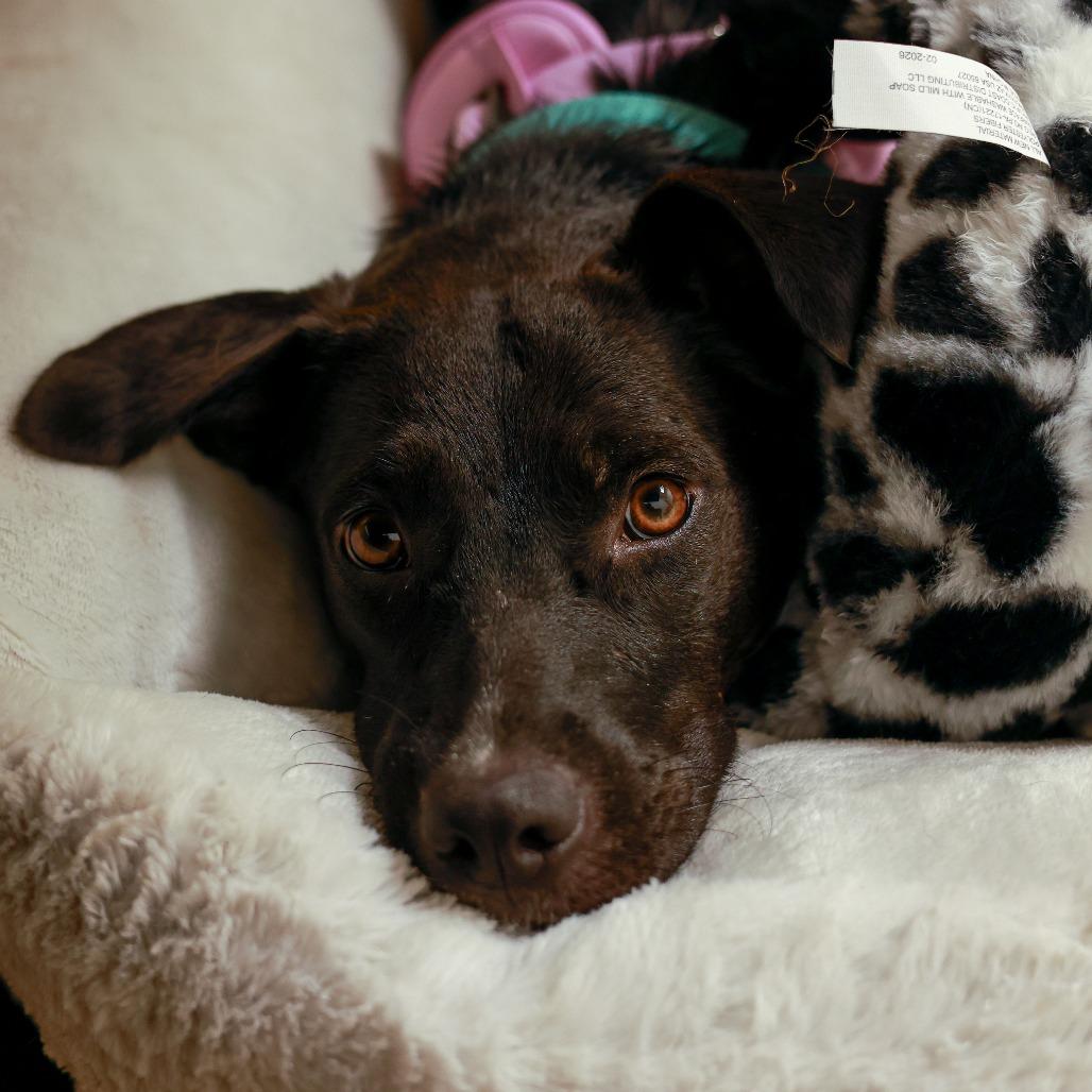 Enlarge Billie Jean, a Adoptable mixed breed in Chaska, MN image 2/6