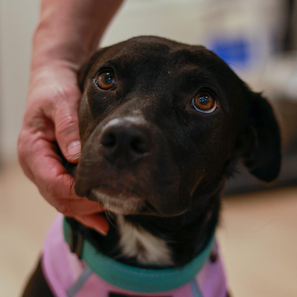 Enlarge Billie Jean, a Adoptable mixed breed in Chaska, MN image 3/6
