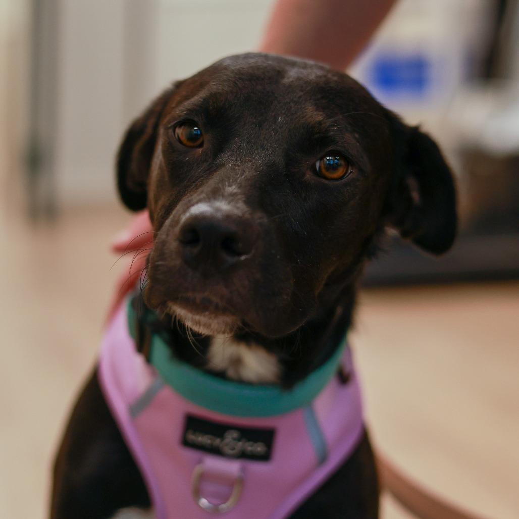 Enlarge Billie Jean, a Adoptable mixed breed in Chaska, MN image 4/6