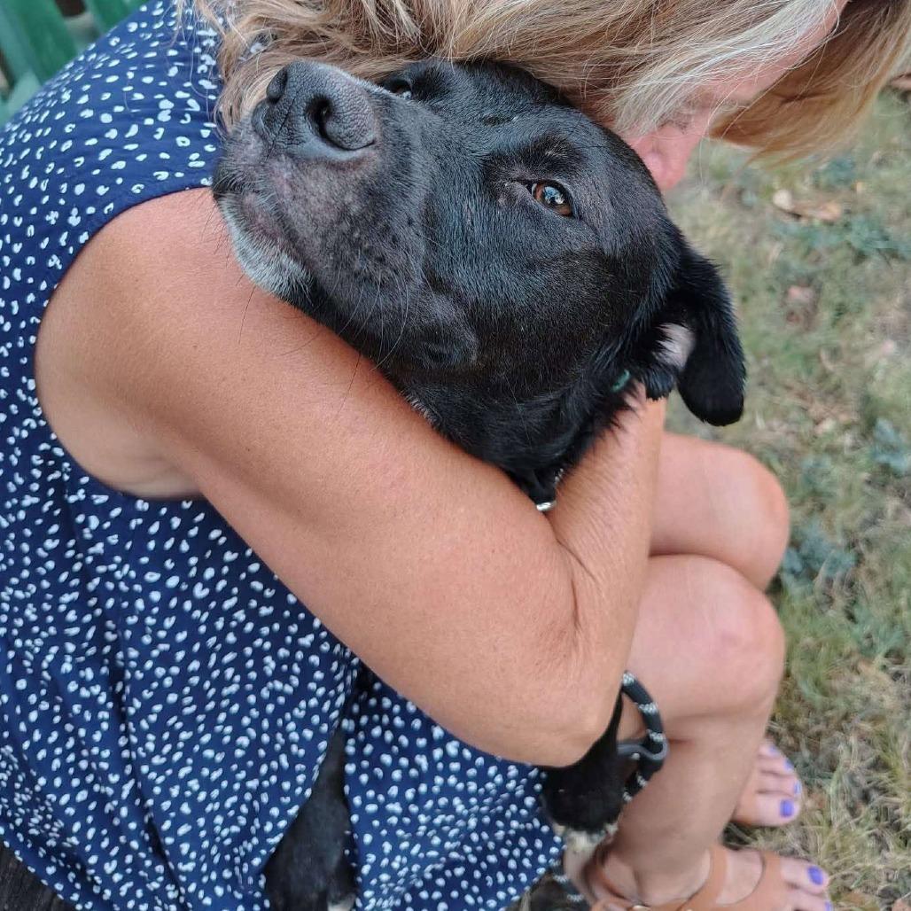 Enlarge Billie Jean, a Adoptable mixed breed in Chaska, MN image 5/6
