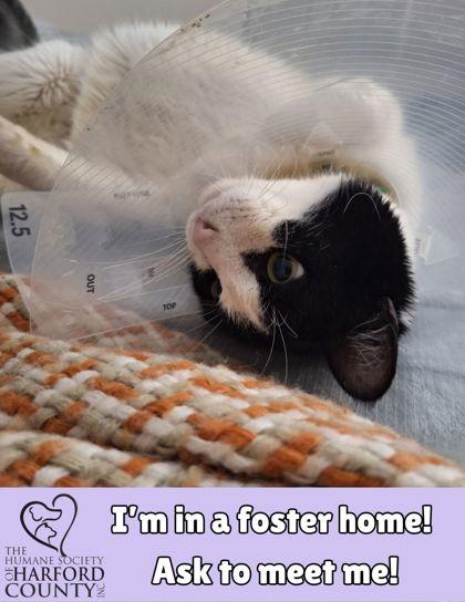 La Moule, Adoptable, Adult Male Domestic Short Hair & Domestic Short Hair.