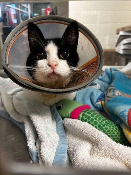 Enlarge La Moule, a Adoptable Domestic Short Hair in Fallston, MD image 1/2