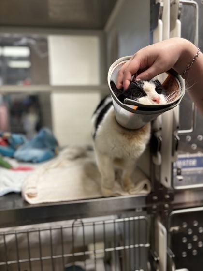 Enlarge La Moule, a Adoptable Domestic Short Hair in Fallston, MD image 2/2