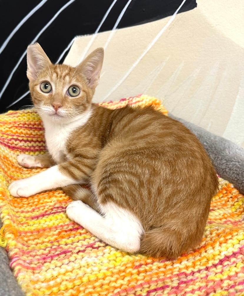 Enlarge Lucy, a Adopted Tabby in West Hills, CA image 1/3