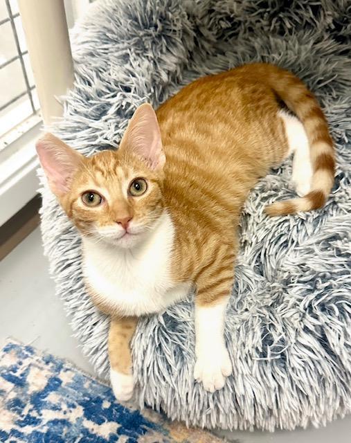 Enlarge Lucy, a Adopted Tabby in West Hills, CA image 2/3