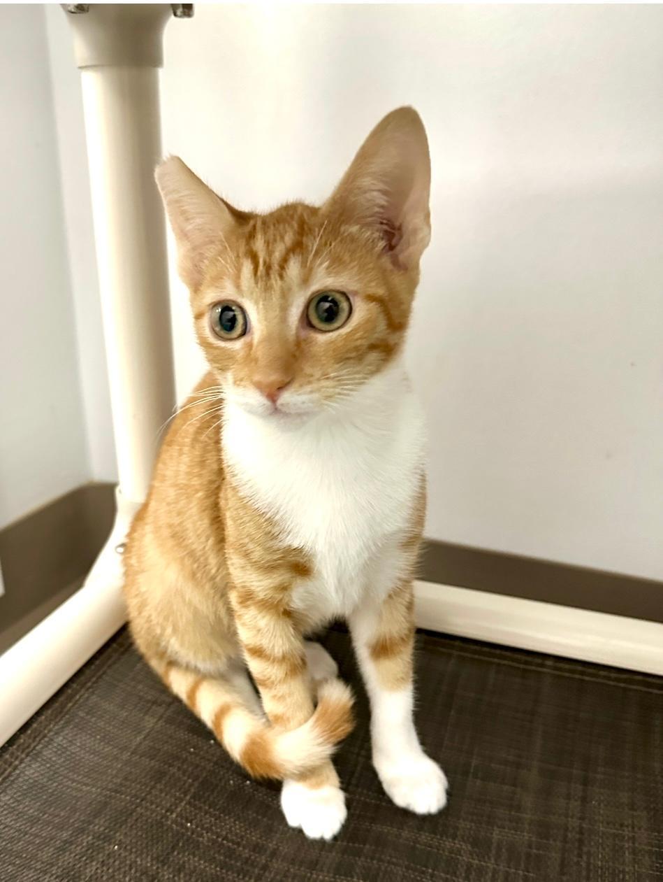 Enlarge Lucy, a Adopted Tabby in West Hills, CA image 3/3