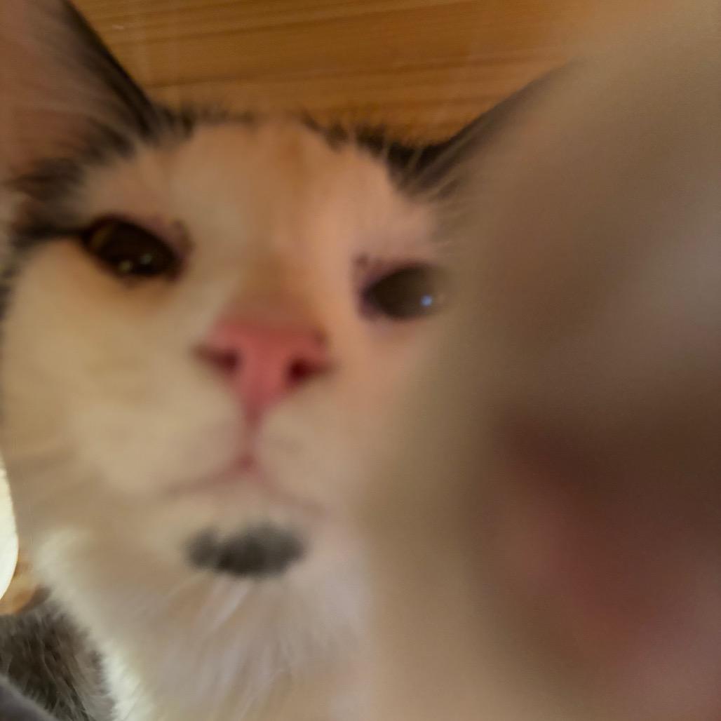 Enlarge Mason, a Adoptable Domestic Medium Hair in Washington Township, OH image 1/6